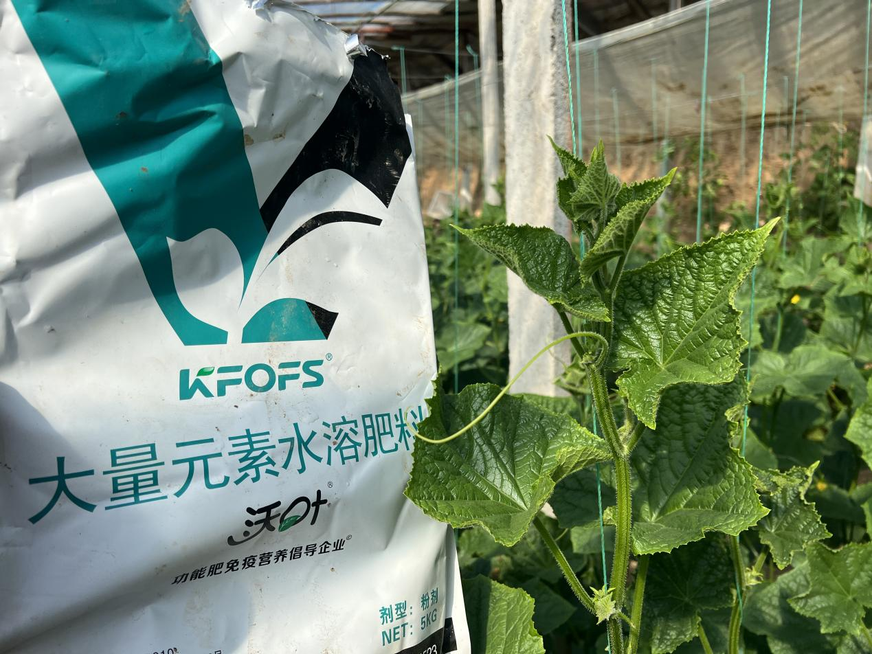 水溶肥如何調理黃瓜條直黑亮下瓜快？