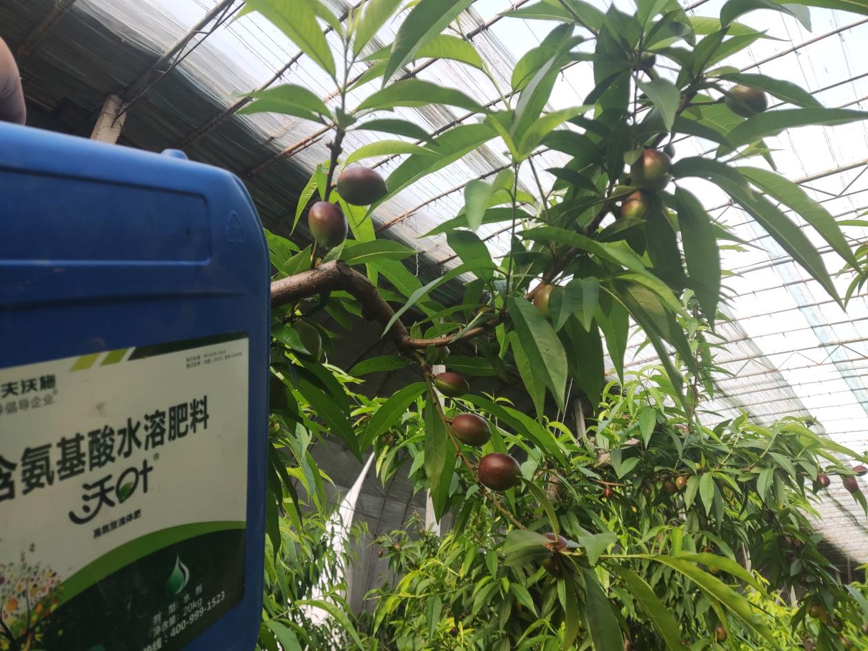 桃樹(shù)施什么肥料-劉大哥桃樹(shù)用沃葉水溶肥效果1.png