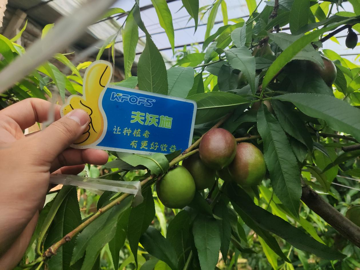 桃樹(shù)施什么肥料-劉大哥桃樹(shù)用沃葉效果.png