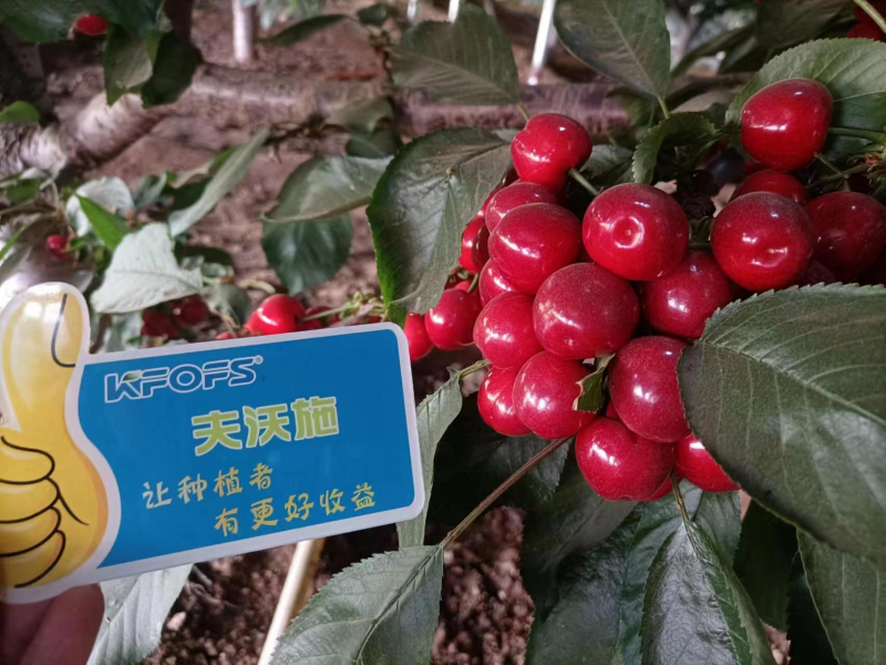 櫻桃施什么肥最大最甜？案例告訴你