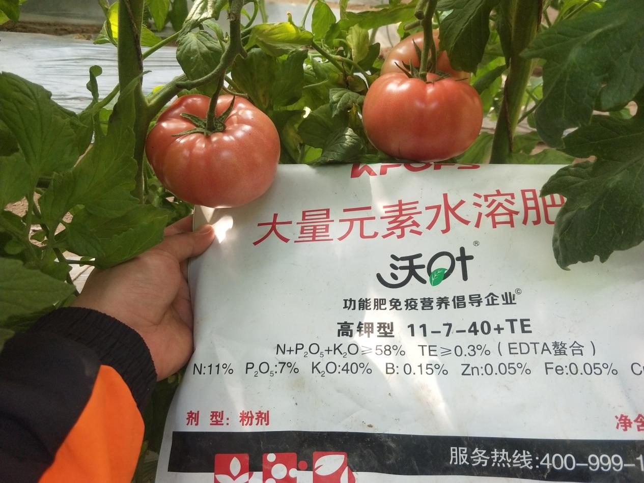 西紅柿用什么肥料比較好？