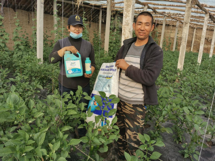 蔬菜施什么肥長得快又好？專業(yè)分析
