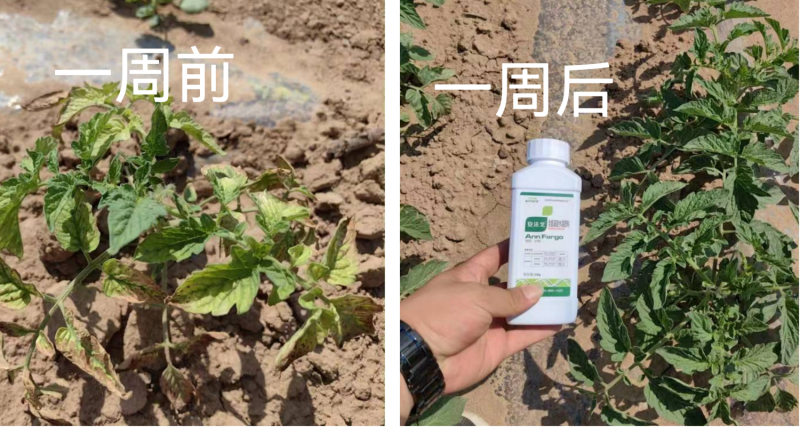 作物藥害怎么解決？找安法戈