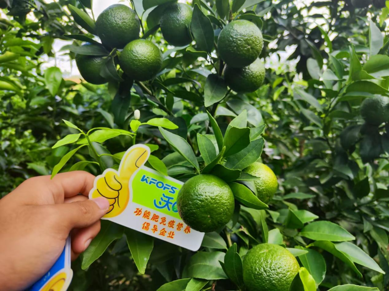 硼肥對果樹的重要性你了解嗎？