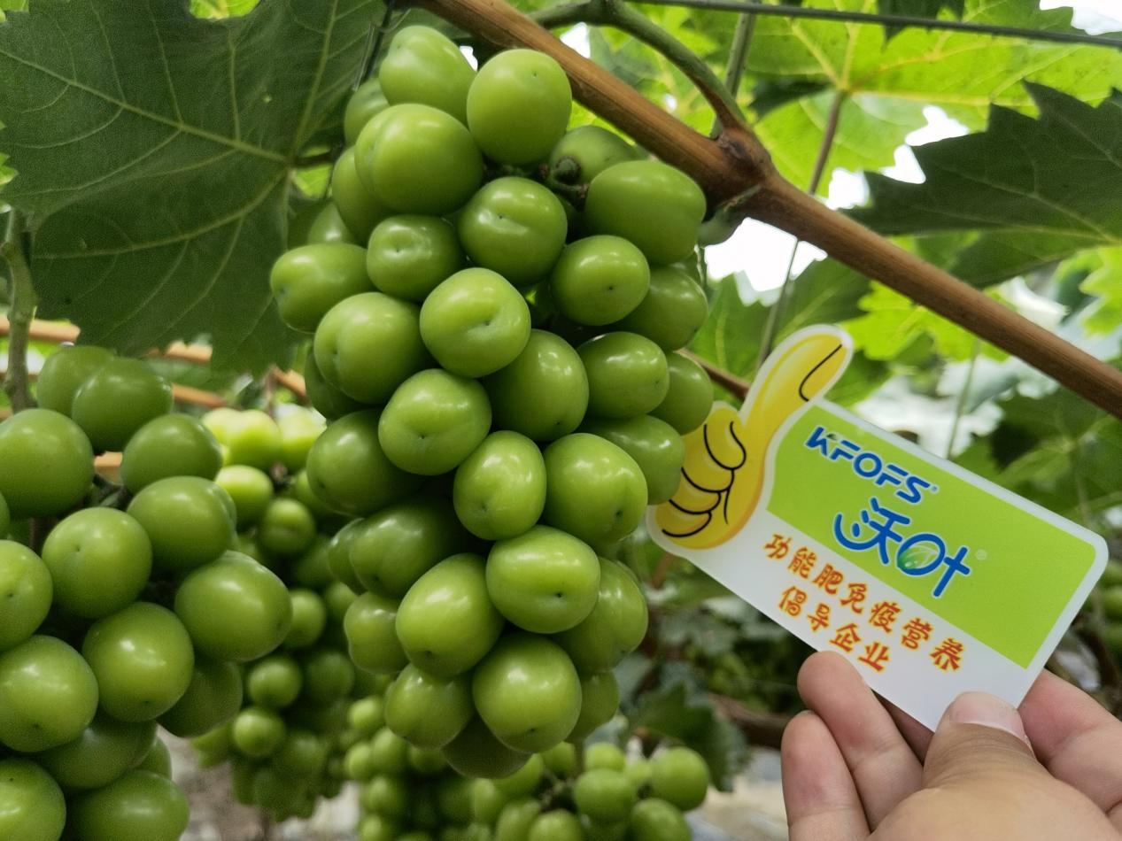 中量元素在作物生長(zhǎng)過程中的重要作用，你真的了解嗎？