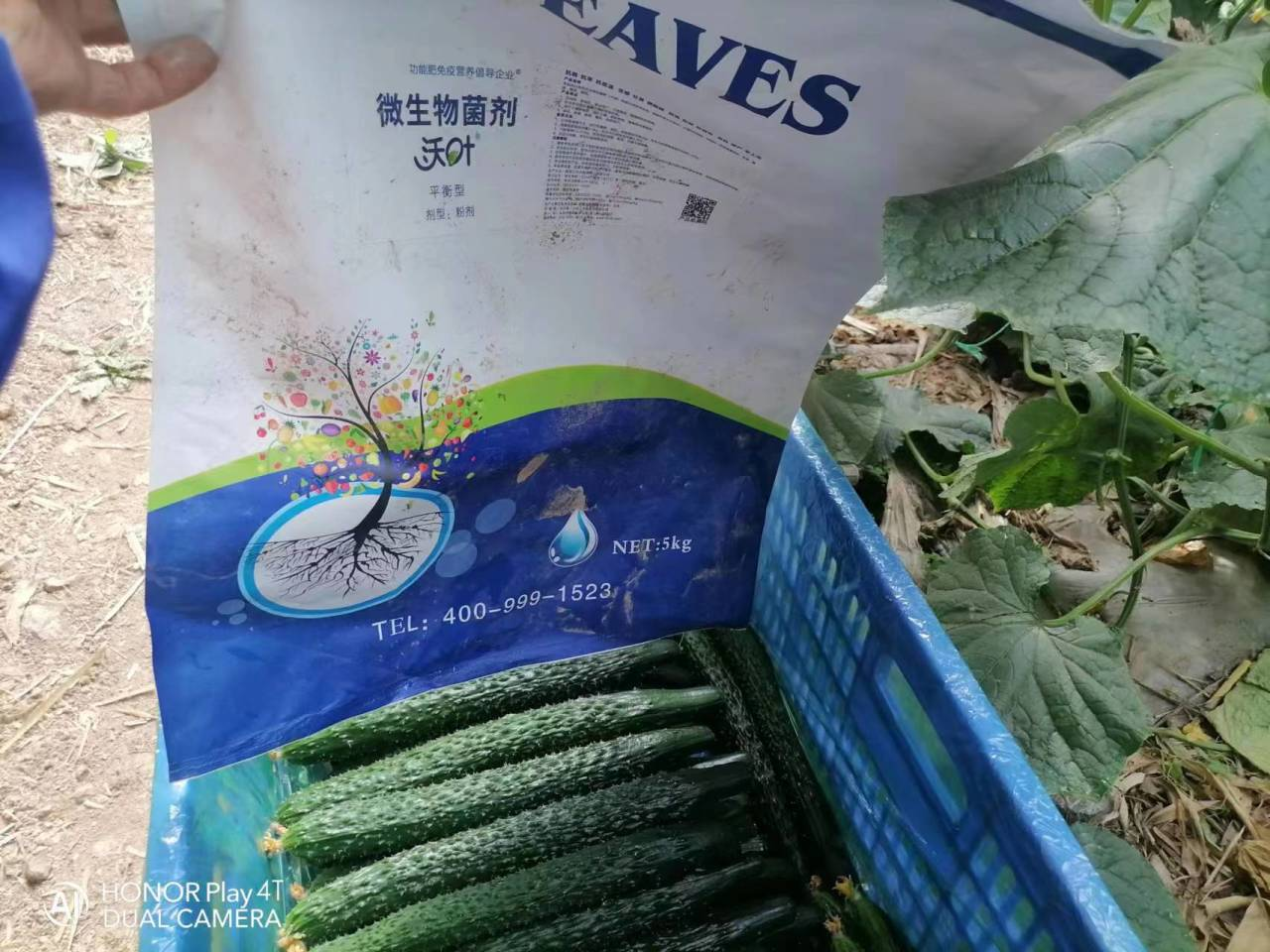 微生物菌劑用多了會燒根嗎？