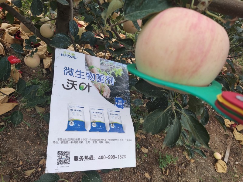 微生物菌劑-蘋(píng)果用沃葉微生物菌劑果實(shí)大.jpg