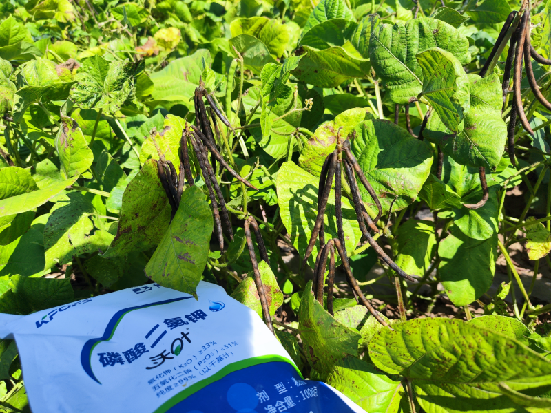 葉面肥-綠豆用沃葉磷酸二氫鉀效果.png