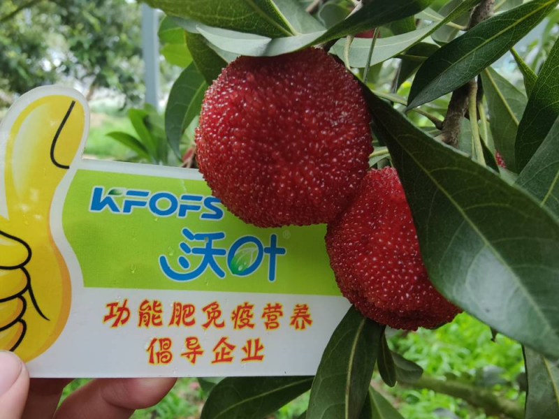 葉面肥什么時(shí)候打效果好-楊梅用沃葉效果.png