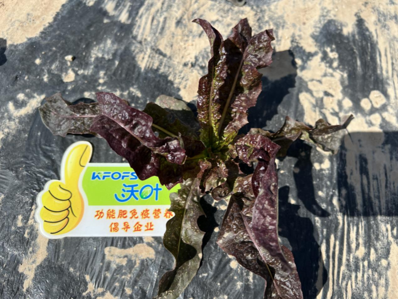 水溶肥-沃葉水溶肥套餐萵苣.png