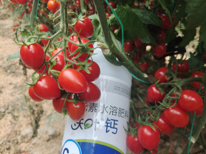 鈣肥有哪些？