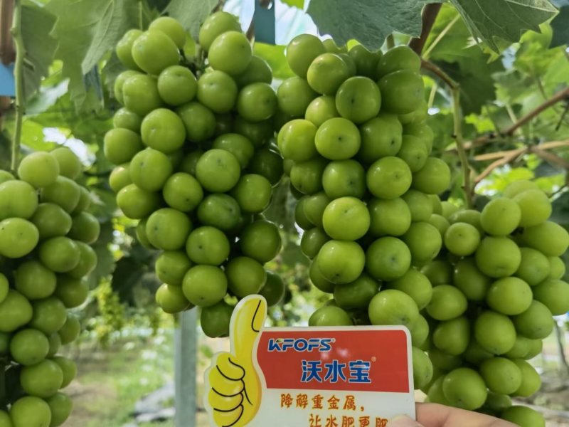 葡萄小苗如何施肥？