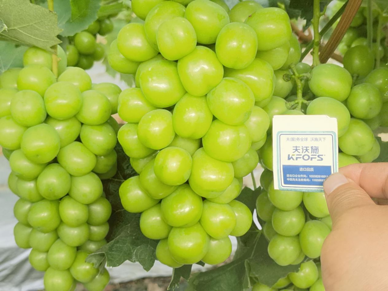種植葡萄技術(shù)，這3點(diǎn)一定要掌握