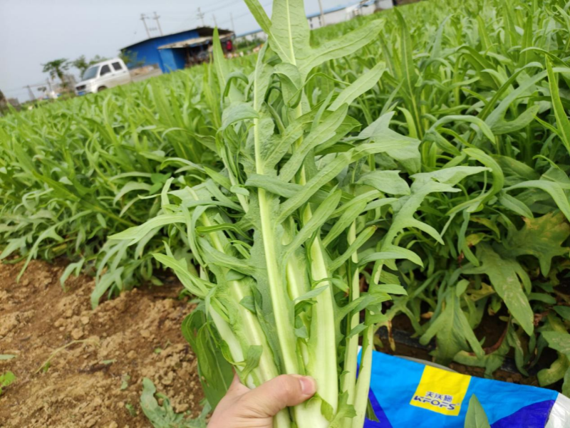 水溶肥全程管理葉菜品質(zhì)好、產(chǎn)量高