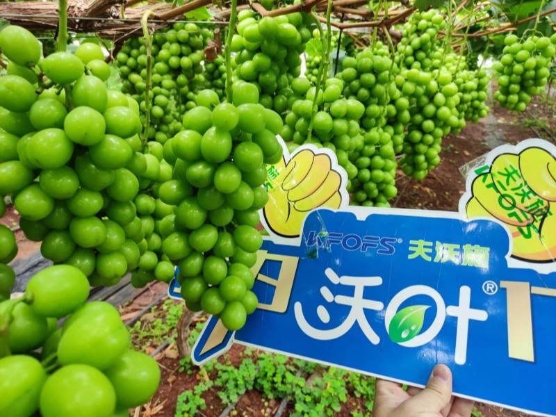 水溶肥選對了，葡萄種植不用愁