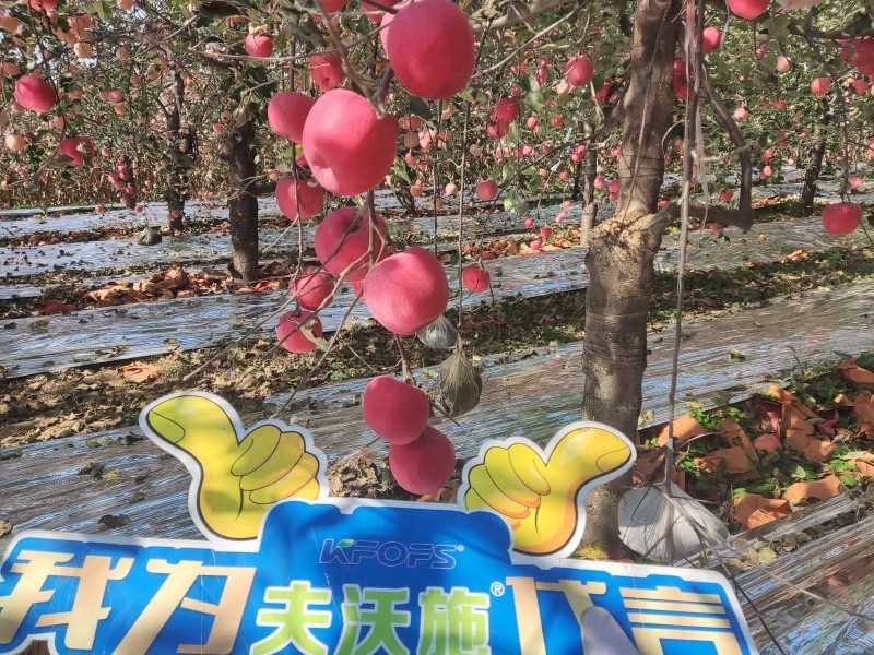 葉面肥-蘋(píng)果用沃葉葉面肥效果.jpg