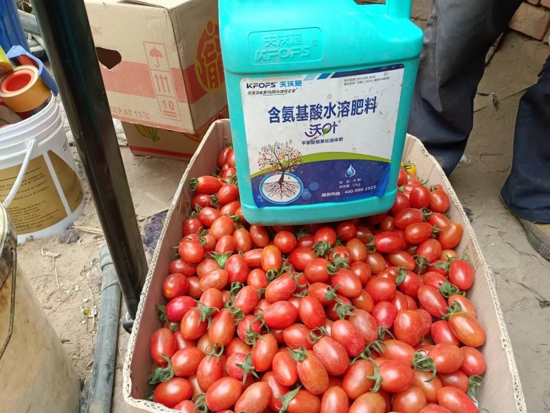 小西紅市場(chǎng)反饋，內(nèi)蒙古九原區(qū)，客戶反饋用沃葉平衡菌肥+平衡流體肥，小柿子長(zhǎng)得滿滿當(dāng)當(dāng)?shù)?，西紅柿秧子長(zhǎng)勢(shì)特別好，結(jié)小柿子非常的亮 (1).jpg