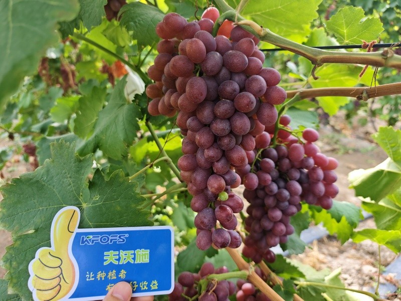 微生物菌劑的作用，你知道嗎？
