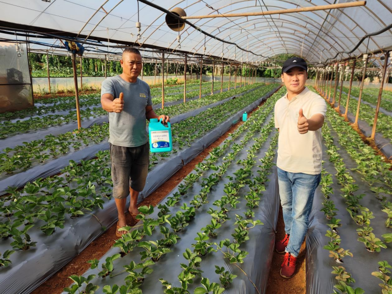 草莓施肥用什么肥料好？