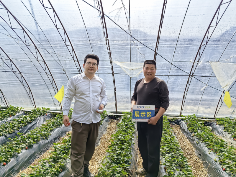 草莓施肥一覽表-沃葉用戶見(jiàn)證.png