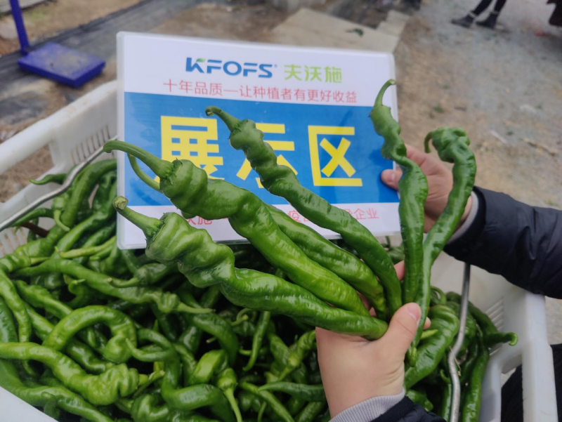 辣椒用什么肥料？