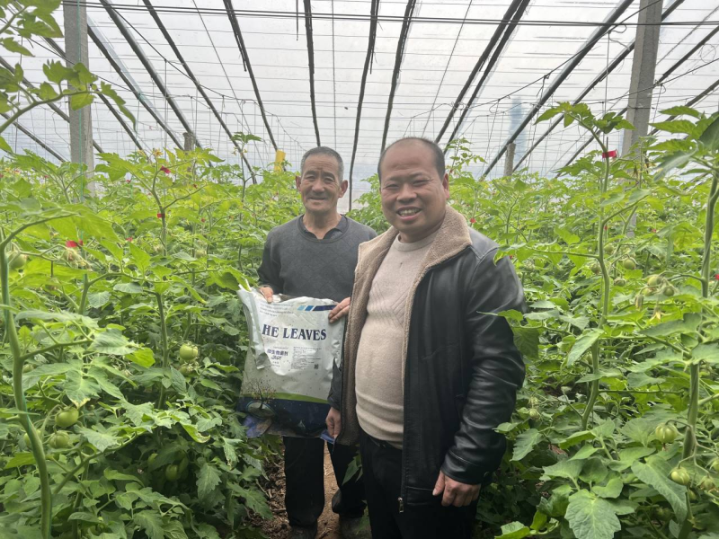 西紅柿怎么施肥？